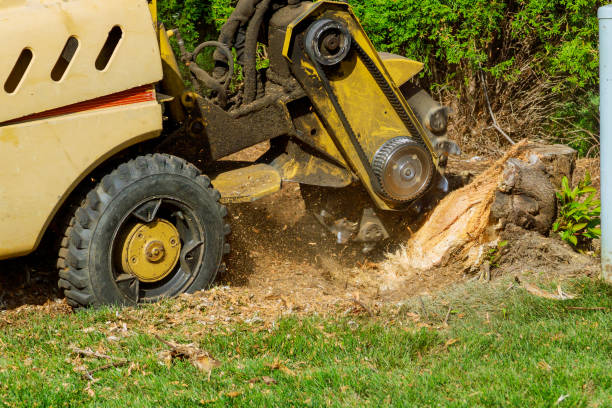 Best Large Tree Removal  in USA